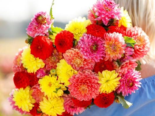 Keeping Dahlias Healthy